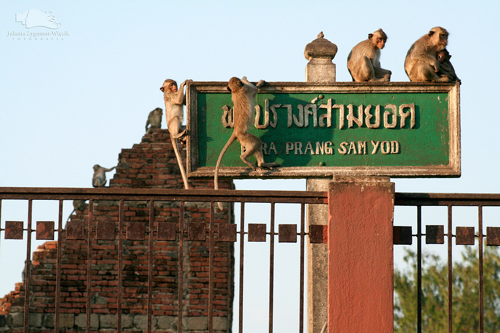 fotografia, zdjęcia - Kambodża i Tajlandia